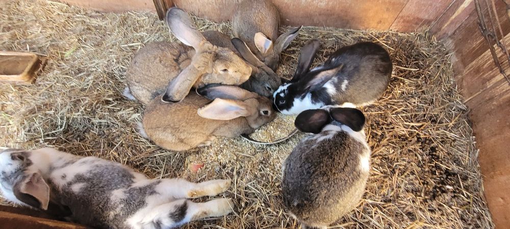 Sprzedam samca (bury)