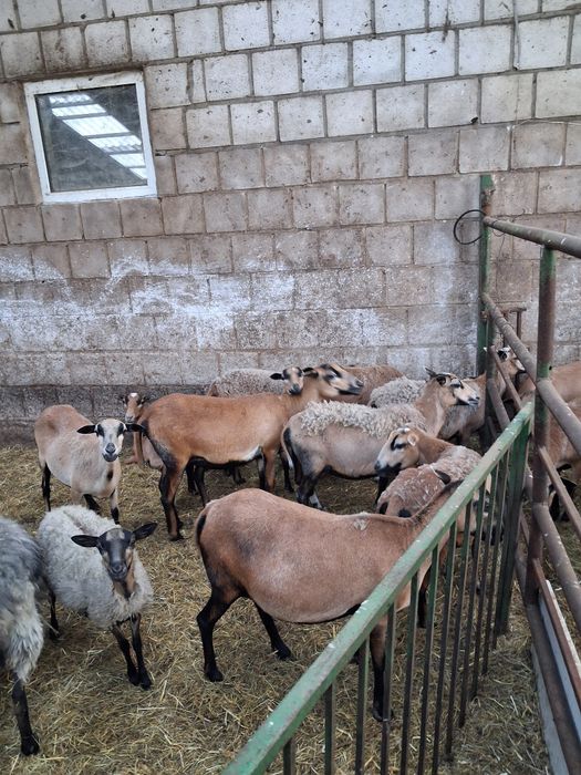 Owce kamerunskie i mix dorper