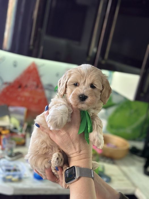 Мальтипу мальчишка