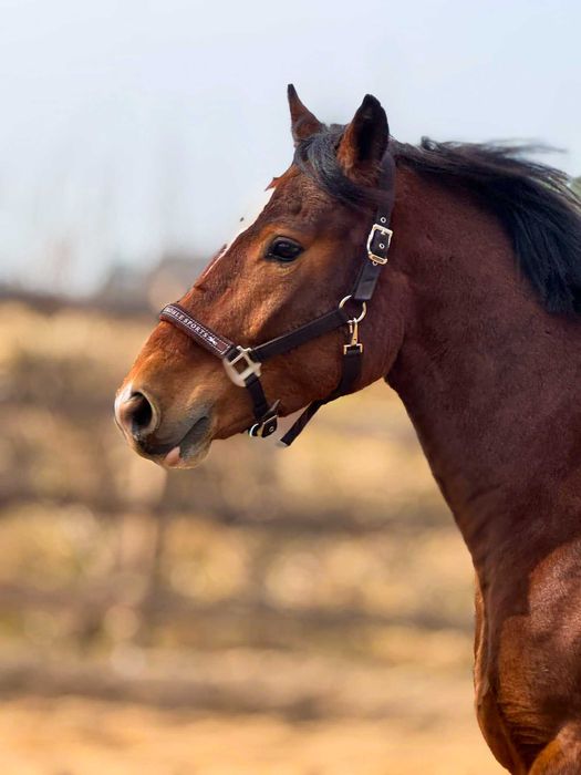 Wałach 4-letni pod siodło i zaprzęg