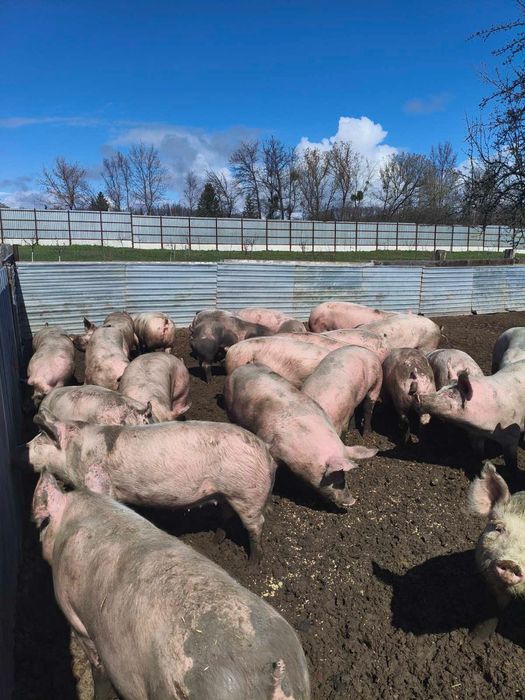 Продам свиней жива вага