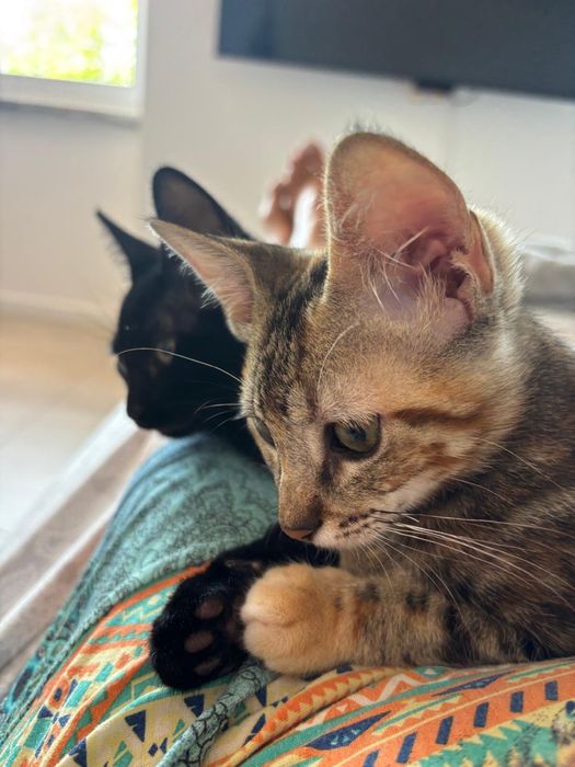 Adoção Conjunta: 2 irmãos inseparáveis Tom e Nina