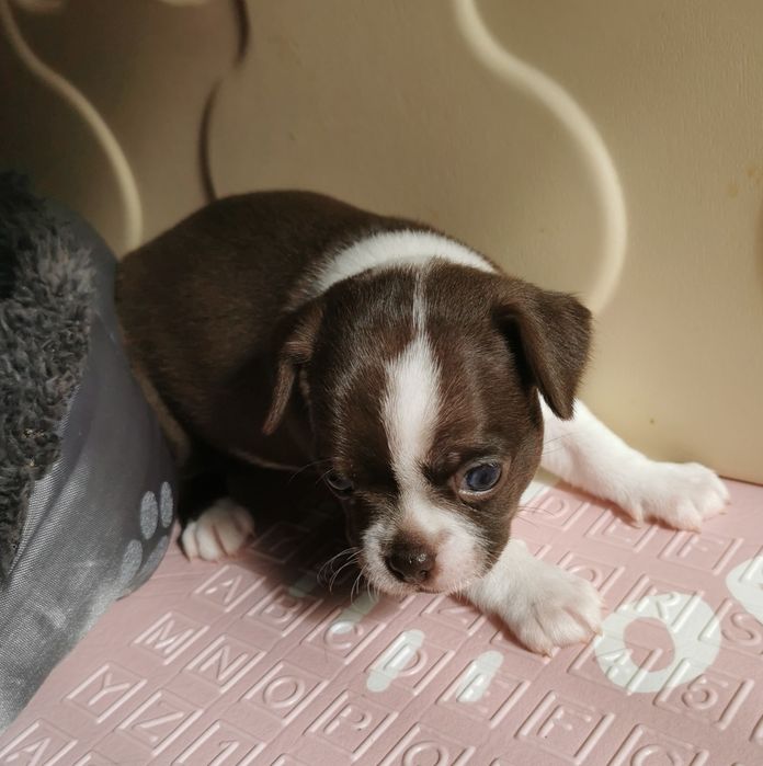 Suczka Chihuahua
