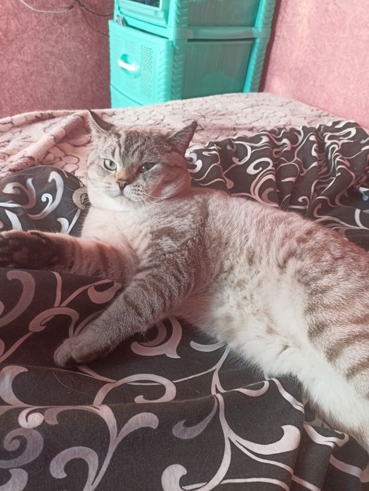 Британський кіт шукає дівчинку