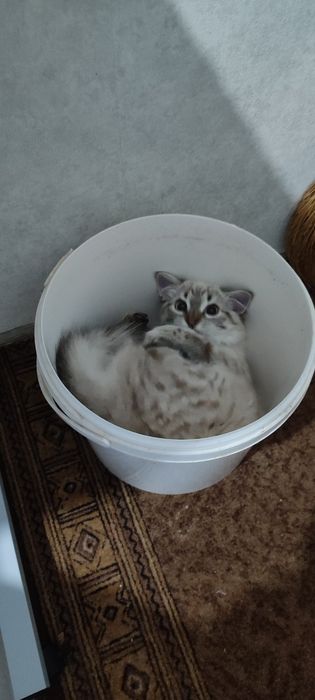 Котик, в хороші руки
