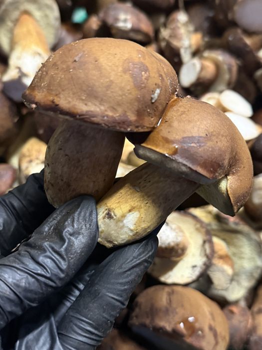Swieże grzyby zdrowe podgrzybki 5 kg