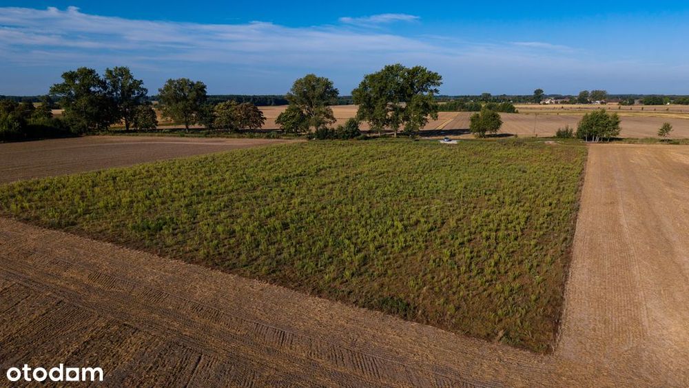 Działki pod dom | Olchowo | 1200 m² | 99 zł/m²
