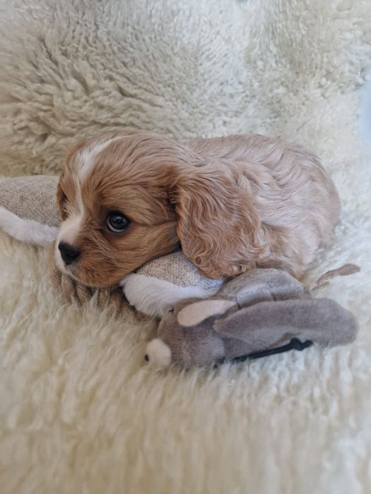 Cavalier sunia z rodowodem