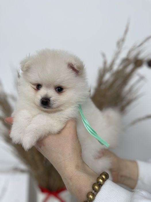 Міні-принци та принцеси Померанські шпіци чекають на свої сімї