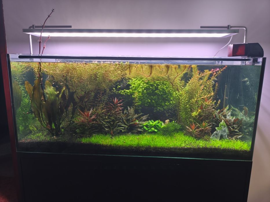 Vendo aquário plantado completo com filtro JBL 1502 sistema CO2 luminária week Aqua e móvel