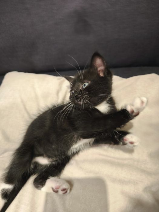 Котенок мальчик чёрно-белый 1 месяц  кошеня кошенятко