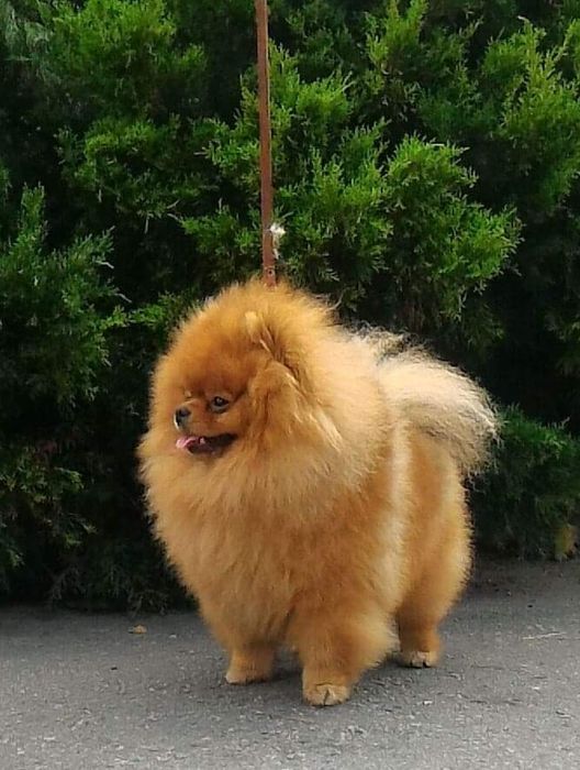 Вязка .Померанский шпиц.