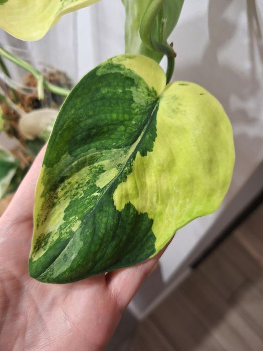 Scindapsus jade satin tricolor - pędówka cięta