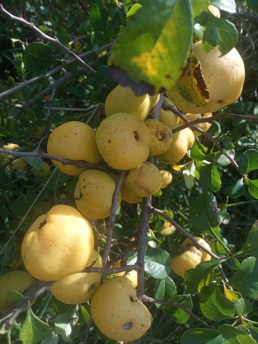 Sok z owoców pigwowca BECZKA 200L od producenta bez żadnych dodatków