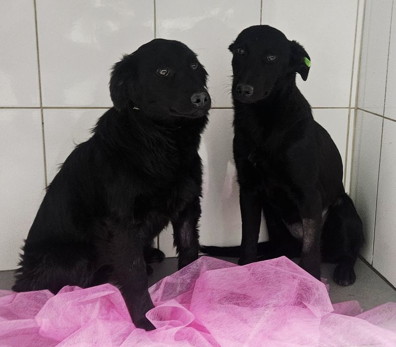 Ласкаві стерилізовані собаки шукають домівки!