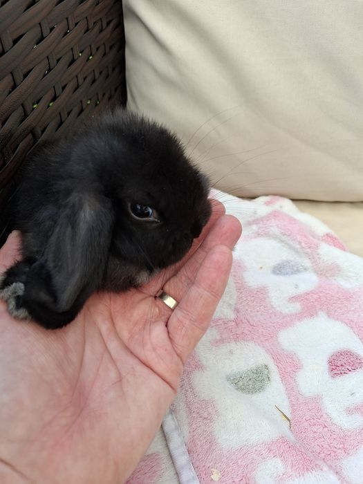 Krolik mini lop samiec 10 tyg