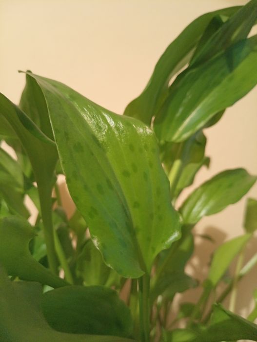 Дріміопсис плямистий