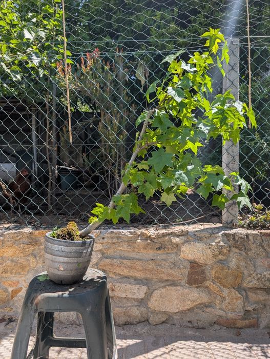Bonsai/Árvore Liquidambar com 6 anos