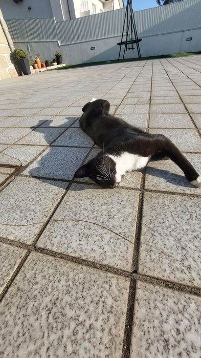 Gato jovem para adoção