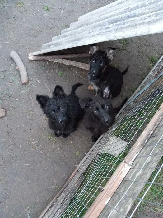 Бельгійська вівчарка