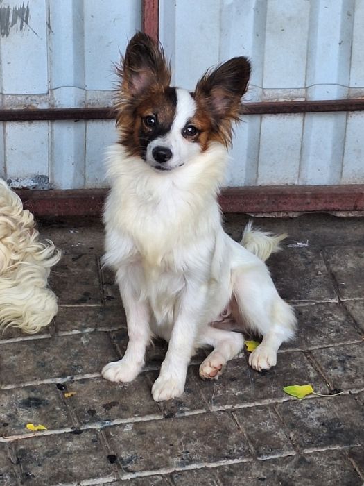 Жужа девочка папильон