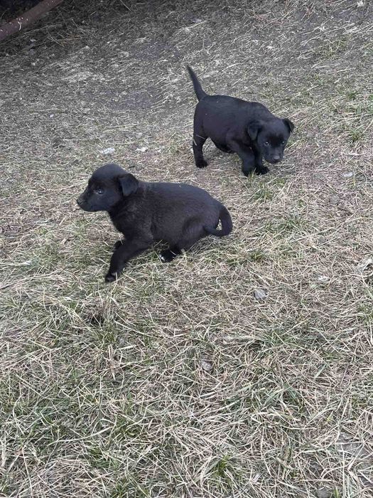 Щенки небольшой породы