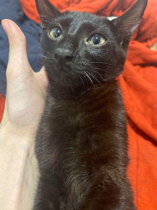 Gatinhas bebés 4 meses