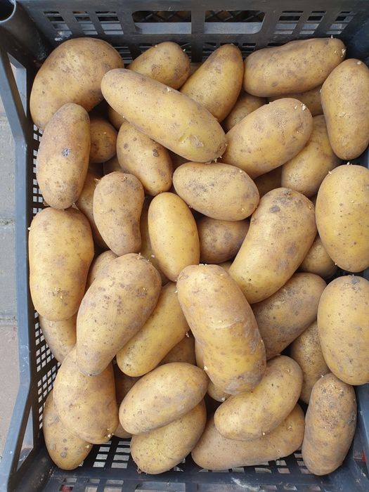 Продам велику та насіннєву картоплю