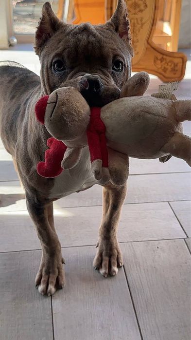 Американський буллі стандарт та Хл