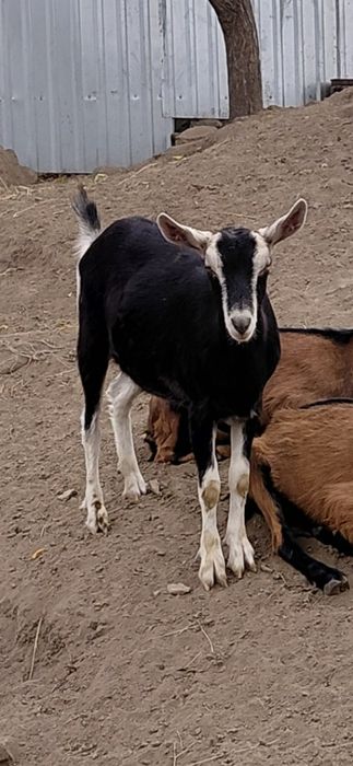 Продам козье молоко.