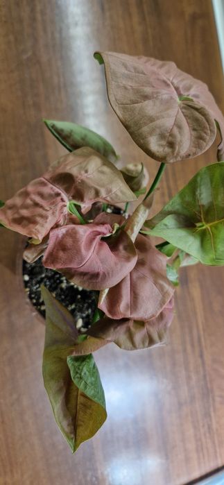 Syngonium robusta zroślicha różowa