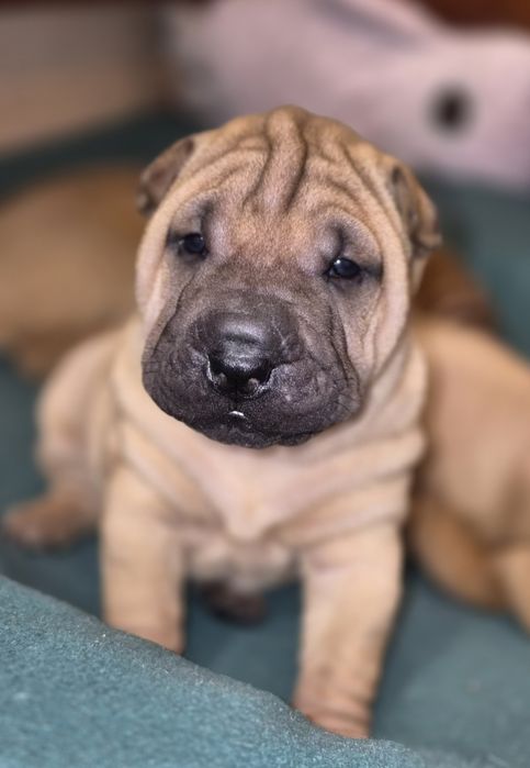 Shar pei - malutki DESIMIR rozgląda się za nowym domem*ZKwP/FCI