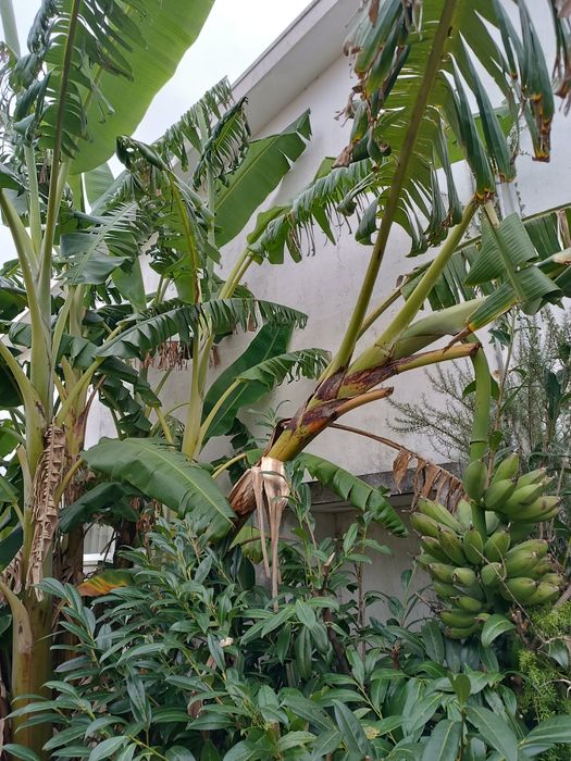 Bananeira vários tamanhos