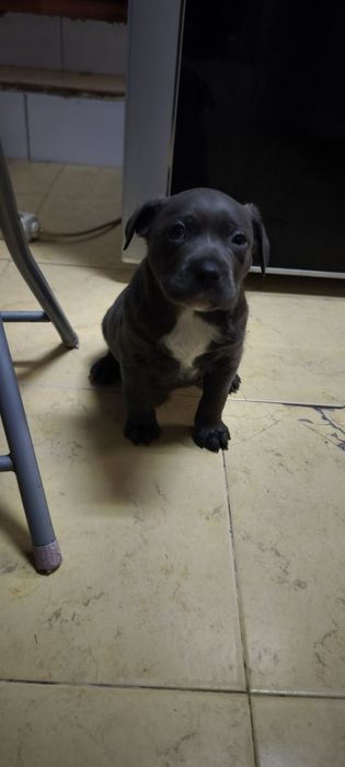 Cão para adoção cinza