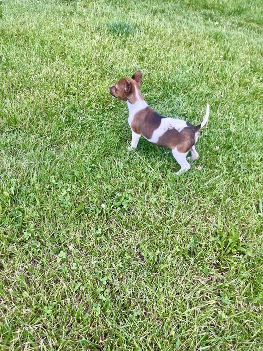 Jack Russell Terrier suczka