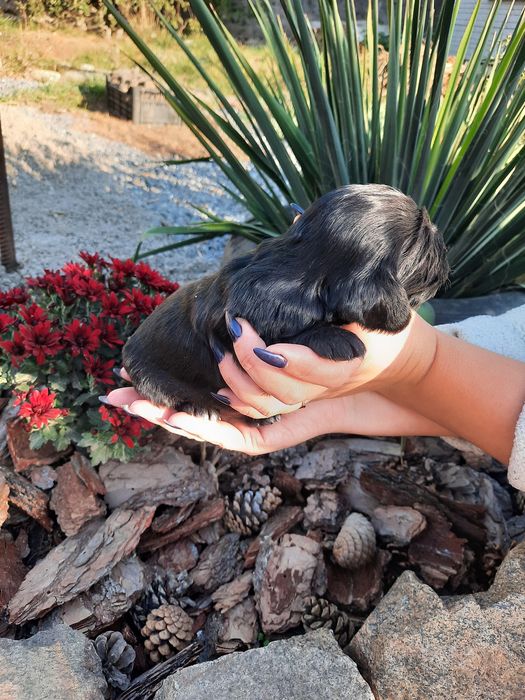 Вязка английского спаниеля