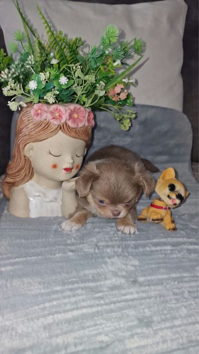 Estupendo menino mini pelo comprido chihuahua/chiuaua de Qualidade