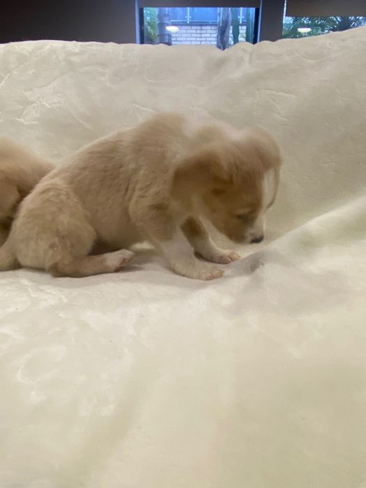 Cãezinhos para adoção