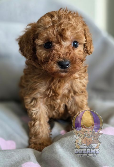 Pudelek  Toy**Chłopak **Do Rezerwacji