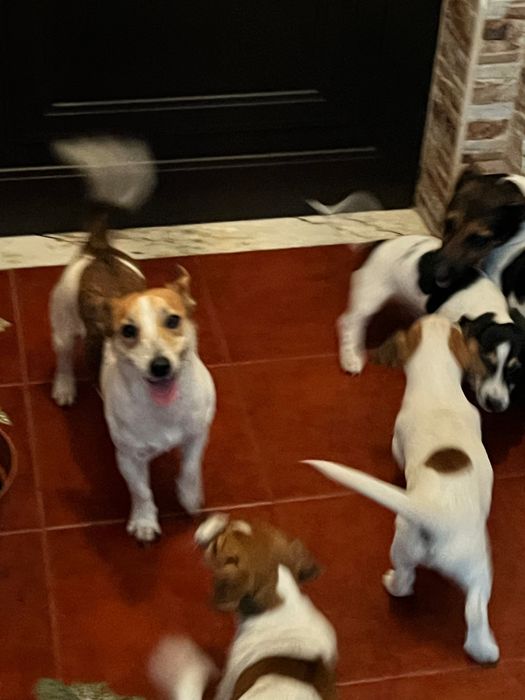 Macho Jack Russell