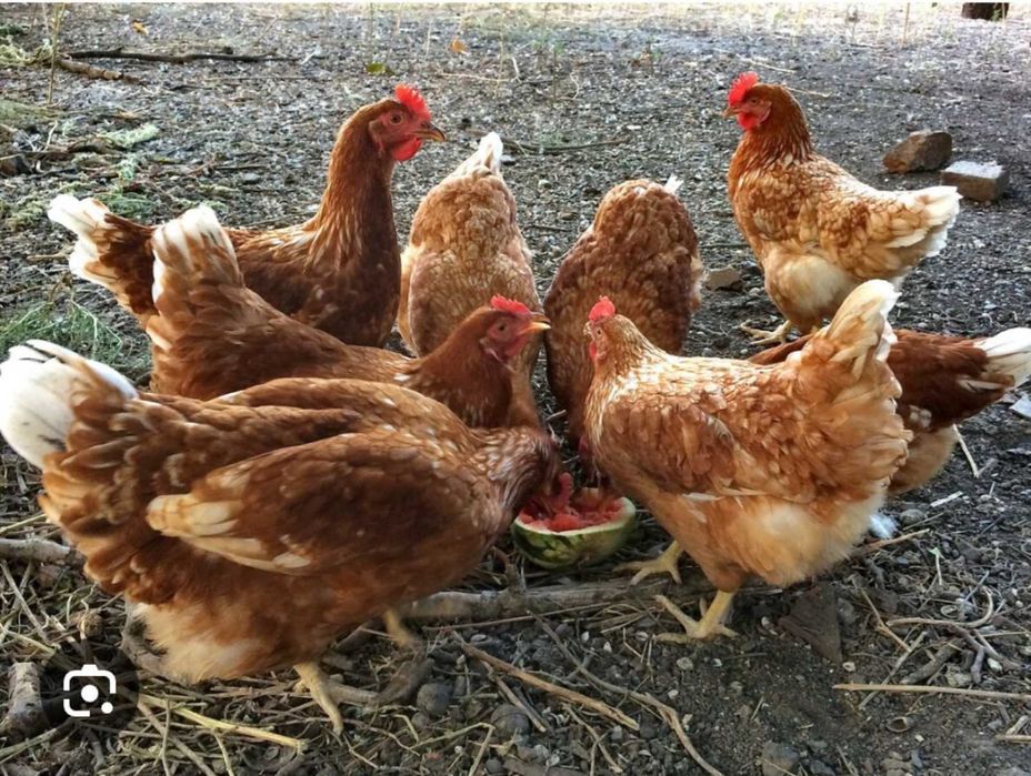 кури породи і Ломан,- Браун. -250 грн