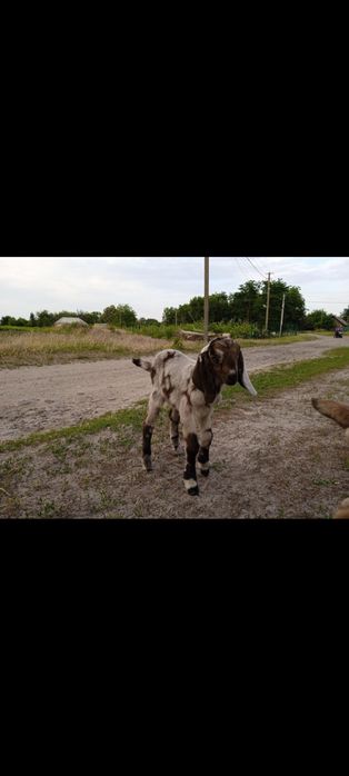 Продам Англо-нубійських кіз