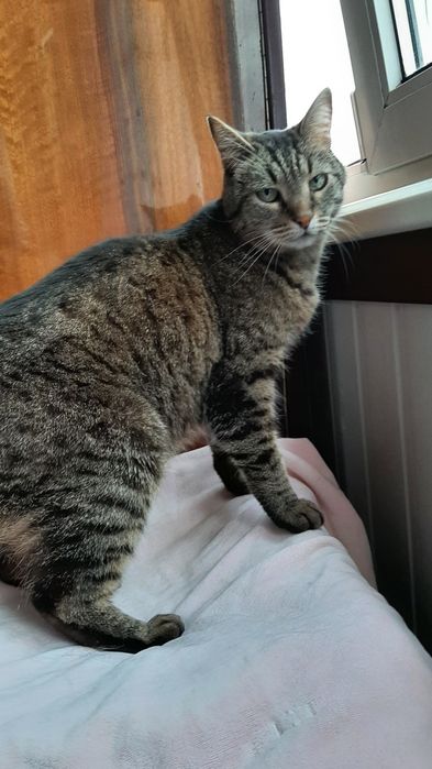 Кастрований молоденький котик в добрі ручки