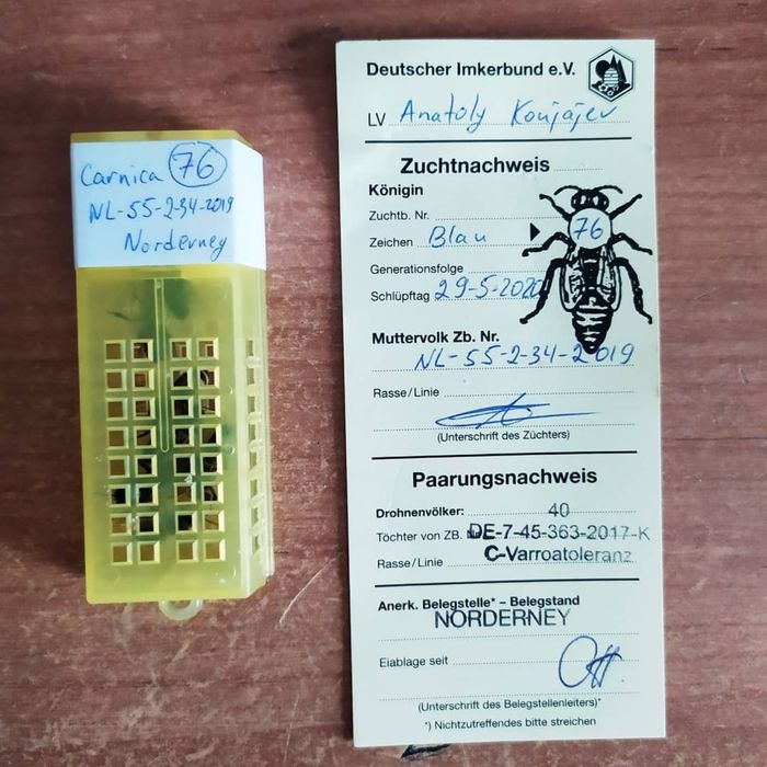 Бджоломатки Карніка Варроатолеранц (VT) селекційні, бджоли