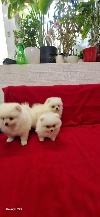 Szpic pomeranian biała sunia