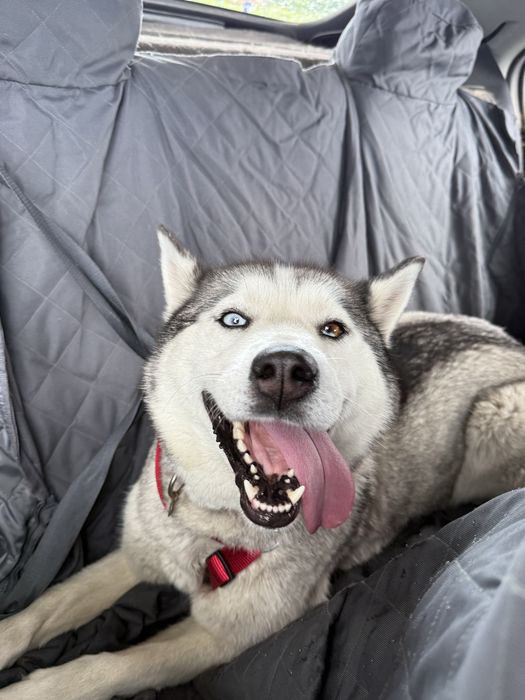 Szczenięta Husky do adopcji