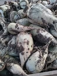 Sprzedam buraki pastewne