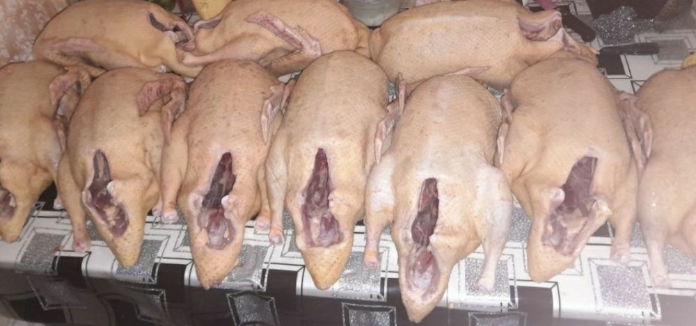 Качки шипуни тушки