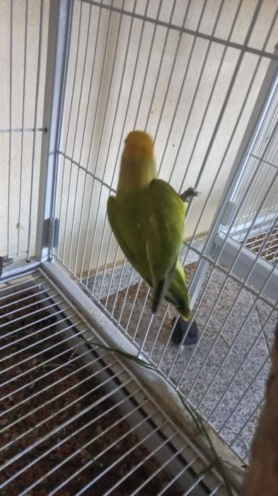 Agarponis não domesticados