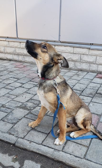 Щенок Люся в хорошие ручки